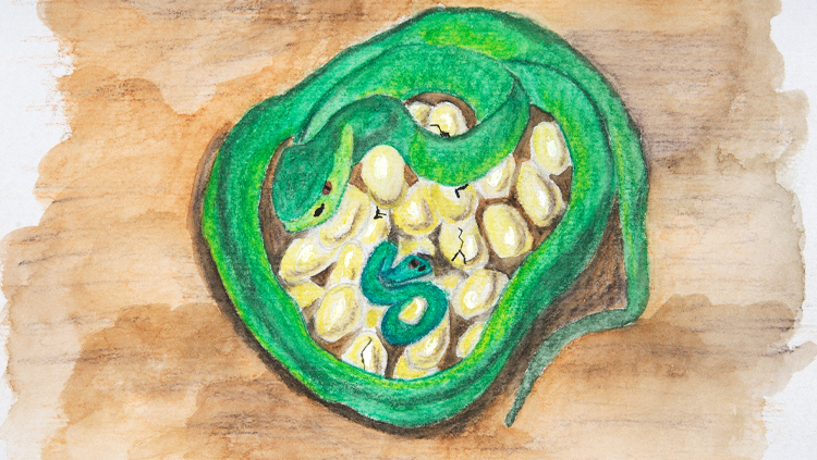 Detailed drawing of a snake surrounding its eggs