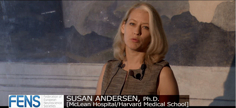 Susan Andersen talks about animal models of ADHD.