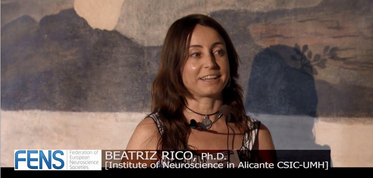 Beatriz Rico discusses GABAergic circuitry assembly and schizophrenia.