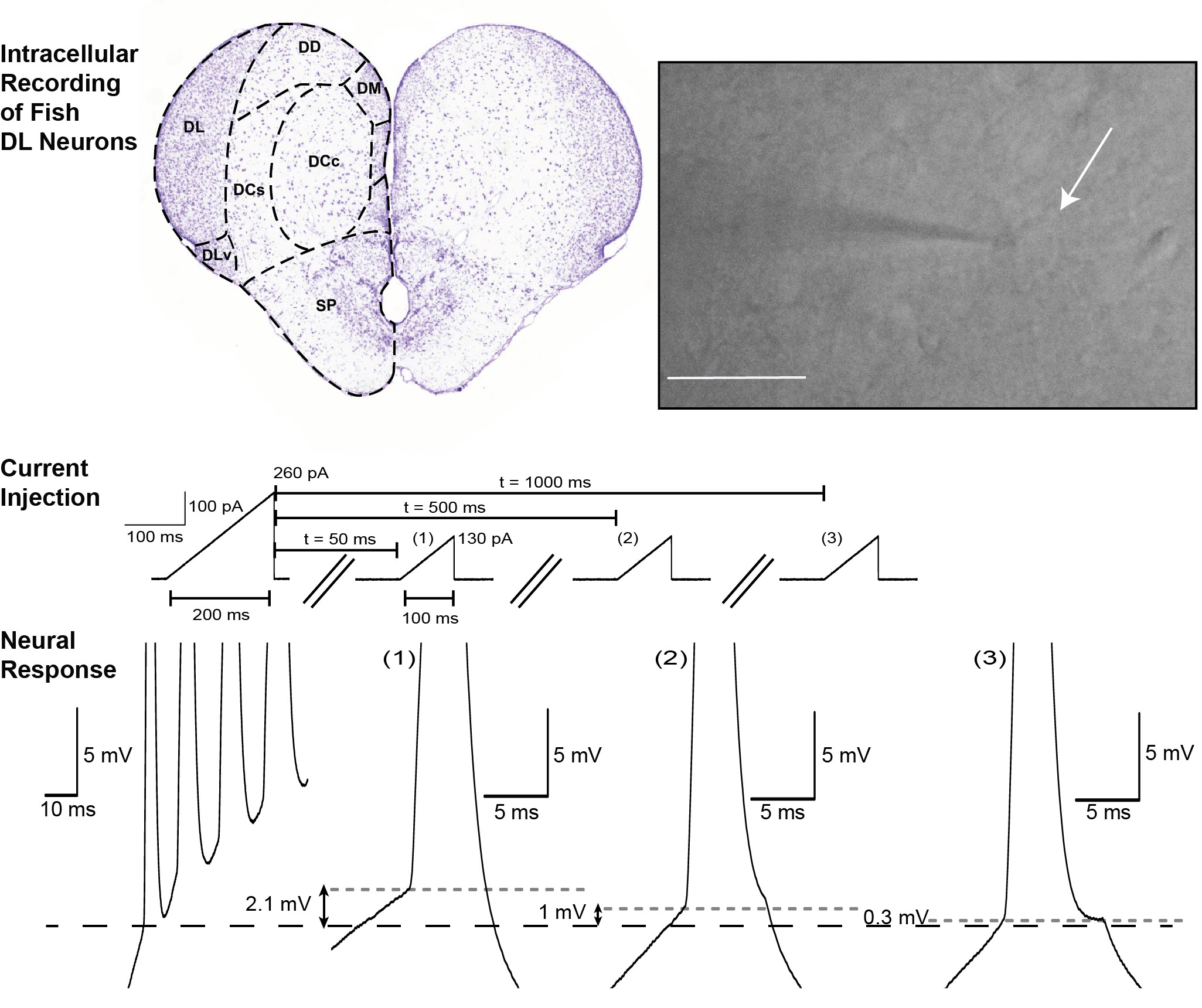 Intracellular recording of DL neurons (adapted from Figs. 1 and 9 from Trinh et al., 2019, eNeuro).
