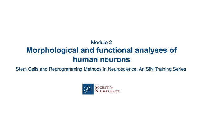 Title card for presentation, Morphological and Functional Analysis of Human Neurons