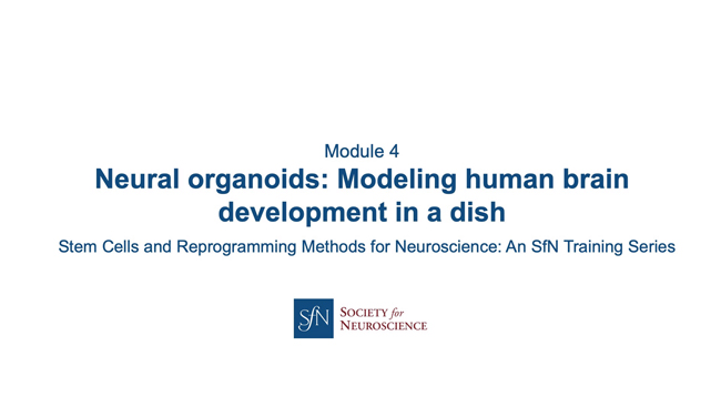 Title card for presentation, Neural Organoids: Modeling Human Brain Development in a Dish