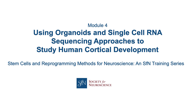 Title card for presentation, Using Organoids and Single Cell RNA Sequencing Approaches to Study Human Brain Development