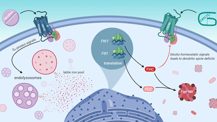 Image of morphine activating a µ-opioid receptor G-protein signaling pathway that leads to efflux of iron stored in endolysosomes. In response, cortical neurons produce additional ferritin heavy chain, which is a protein involved in iron storage that also contributes to dendritic spine deficits by inhibiting the homeostatic chemokine receptor CXCR4. 