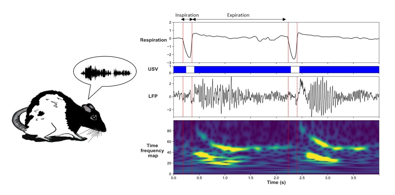 Figure 1. During USV, oscillatory activities in the neural network supporting fear behavior are strongly modified. These changes are accompanied by a loss of frequency coupling between breathing rhythm and brain slow oscillatory activity. These data suggest USV emission may trigger a differential gating of information within the fear neural network, thus potentially modulating fear expression and/or memory. (Visual abstract from Dupin et al. 2019.)