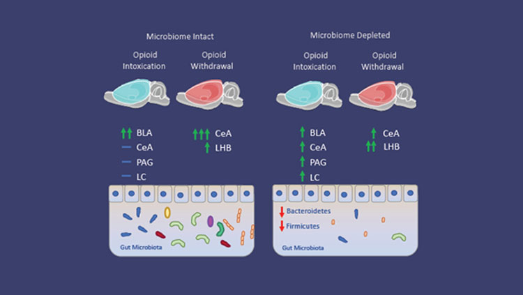 Figure 1: Microbiome depletion alters how the brain responds to opioids. Microbiome intact animals in the intoxication state (left) exhibited increases in neuronal recruitment (green arrows) in the basolateral amygdala (BLA), while the central amygdala (CeA), periaqueductal gray (PAG), and locus coeruleus (LC) do not exhibit increases (blue dash) compared to control animals. During withdrawal, microbiome intact animals exhibit increased recruitment of the CeA and lateral habenula (LHB) compared to control animals.  Microbiome depleted animals (right) exhibit a reduction of recruitment in the BLA, and increases in the CeA, PAG, and LC in the intoxication state compared to intact animals. Additionally, microbiome depleted animals in the withdrawal state exhibit a decrease in the CeA and an increase in recruitment in the Lateral Habenula (LHB) compared to intact animals. 