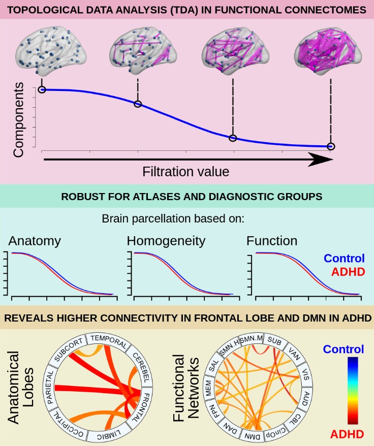 Figure from Exploring Individual Brain Connectomes With Topological Data Analysis in ADHD, published on published on April 21, 2020, in eNeuro and authored by Zeus Gracia-Tabuenca, Juan Carlos Díaz-Patiño, Isaac Arelio, and Sarael Alcauter 