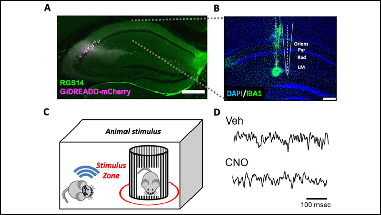 From Brown, et al., Figure 2. Selective targeting of CA2 for Gi-DREADD expression and CA1 for recording. Subject mice with wireless recordings are allowed to explore a novel object or another animal.