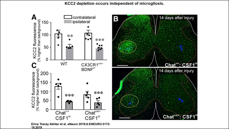 This image shoes the relative KCC2 depletion in WT and CX3CR1 BDNF KO animals 14 d after cut/ligation. Genotype had no effect on KCC2 levels in motoneurons contralateral or ipsilateral to injury. Removing BDNF from microglia had no impact on KCC2 expression. Lumbar spinal cord sections from animals expressing normal CSF1 and with CSF1 removed from motoneurons 14 d after ligation. ChatIREScre/+: : csf1f/f animals exhibit normal microgliosis in the dorsal horn but have the microglial reaction to injury greatly attenuated in the ventral horn compared to ChatI+/+: : csf1f/f. KCC2 immunofluorescence 14 d after sciatic ligation in csf1f/f animals. Preventing microgliosis in the ventral horn had no impact on KCC2 within intact or injured motoneurons. Error bars = SEM; **p ≤ 0.01, ***p ≤ 0.001.