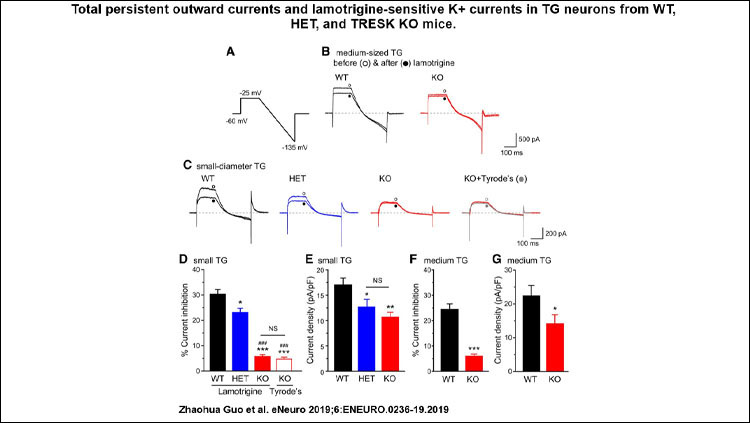This image shows the total persistent outward currents and lamotrigine-sensitive K+ currents in TG neurons from WT, HET, and TRESK KO mice.