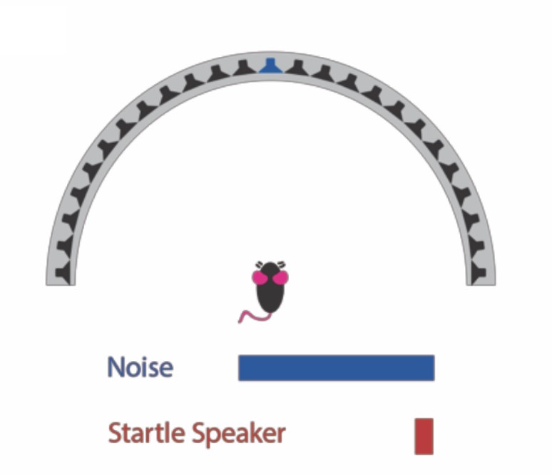 Illustration of the experimental setup. Animals were placed in the center of the speaker array in the presence of 70 dB SPL broadband noise playing from the central speaker at 0° (blue speaker). Startle-eliciting stimuli were presented by an additional speaker placed directly over the head of the mouse.