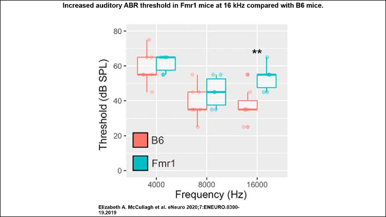 Increased auditory ABR threshold in Fmr1 mice at 16 kHz compared with B6 mice. Tonal ABR measurements were made on mice at the following three frequencies: 4000, 8000, and 16,000 Hz.