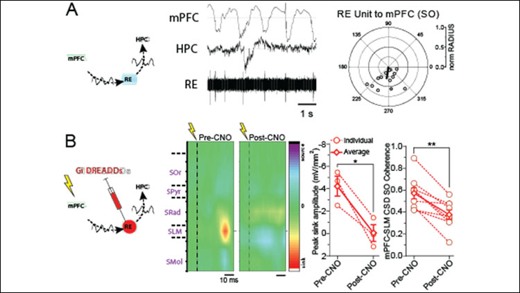 A. Nucleus reuniens units are phasically coupled to mPFC activity and fire preferentially at the trough of slow oscillations. B. Chemogenetic inhibition of the RE abolishes an HPC sink evoked by PFC stimulation and significantly decreases coherence between PFC and HPC at slow oscillatory frequencies.