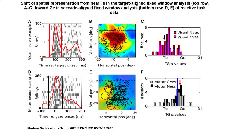 Shift of spatial representation from near Te in the target-aligned fixed window analysis toward Ge in saccade-aligned fixed window analysis of reactive task data. Each row shows the raster/spike density plot and best fit RF for an example neuron, followed the distribution of T-G α values of full population. 