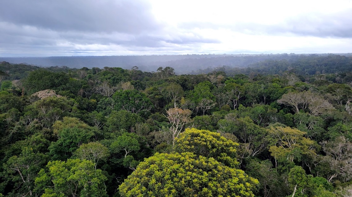 Endless Rainforest