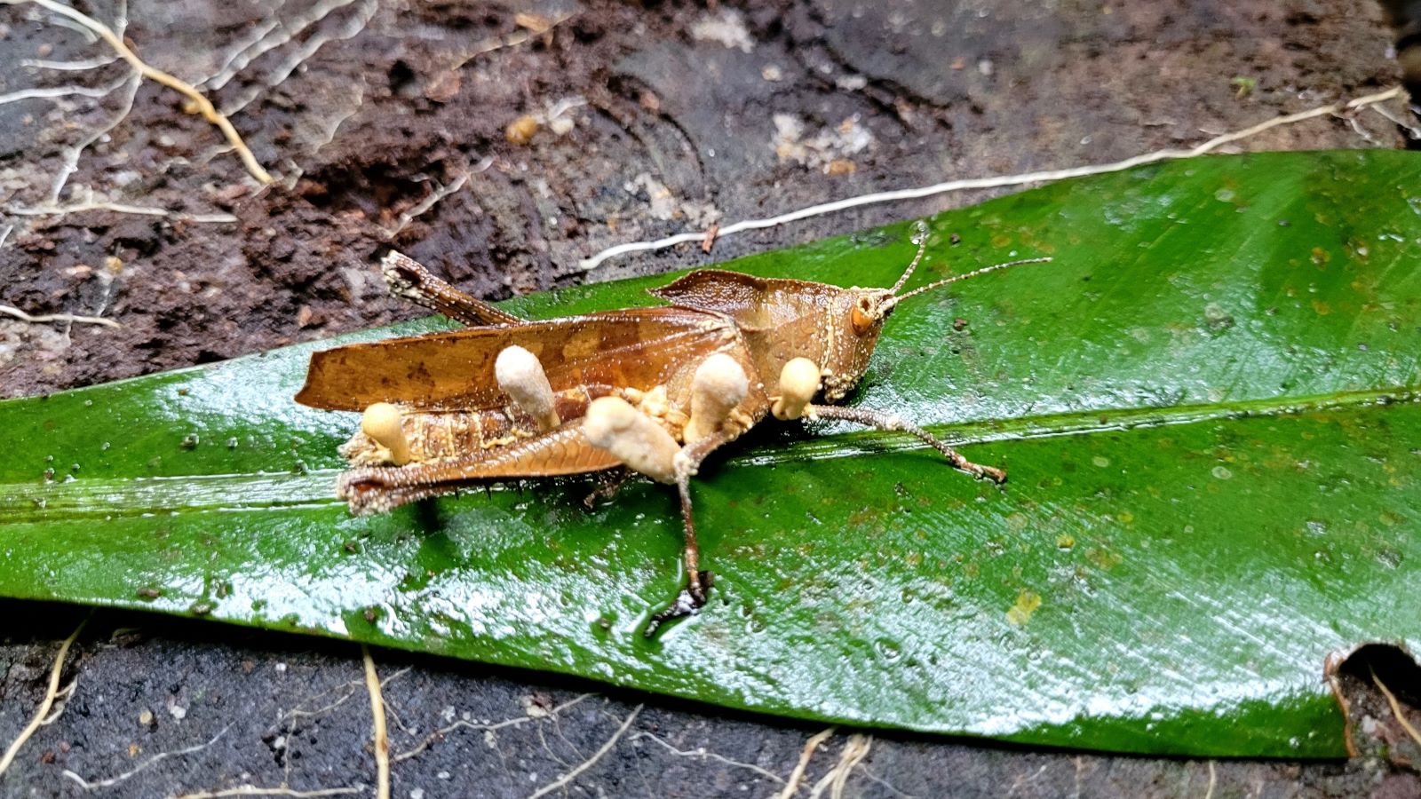 Fungus locust