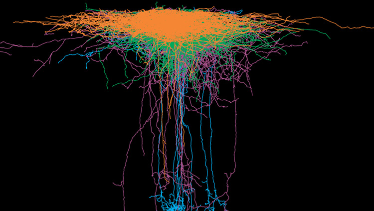 This image shows superposed axonal reconstructions of the four interneuron populations found in mouse neocortical layer 1: canopy cells (orange), neurogliaform cells (green), a7 cells (purple), and VIP cells (blue). 