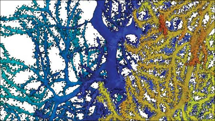 Scientific image courtesy of Julie Marocha, from https://www.jneurosci.org/content/38/11.cover-expansion.