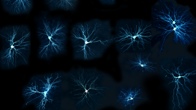 JNeurosci Town Hall